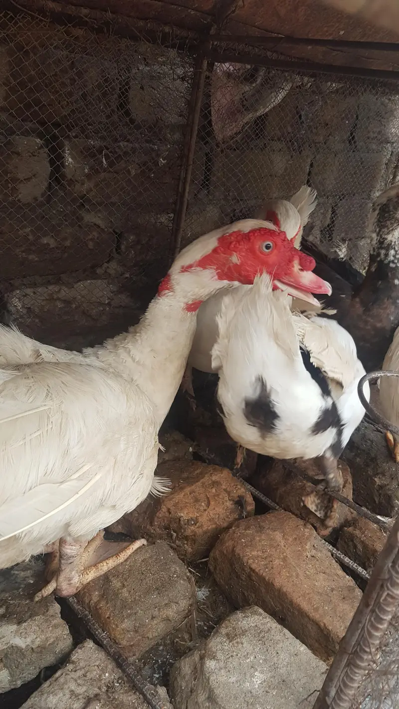 Russian white ducks breeder looking for new shelter — photo 4
