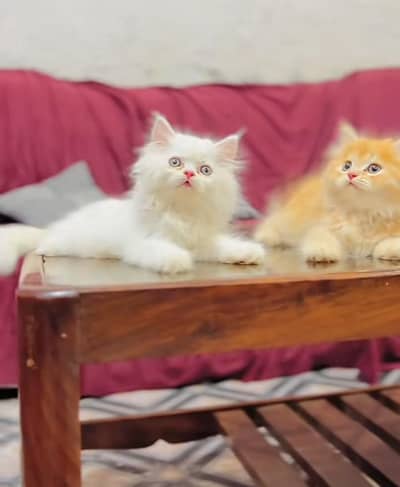 Persian kitten triple cot. for. . sale my WhatsApp03464290927