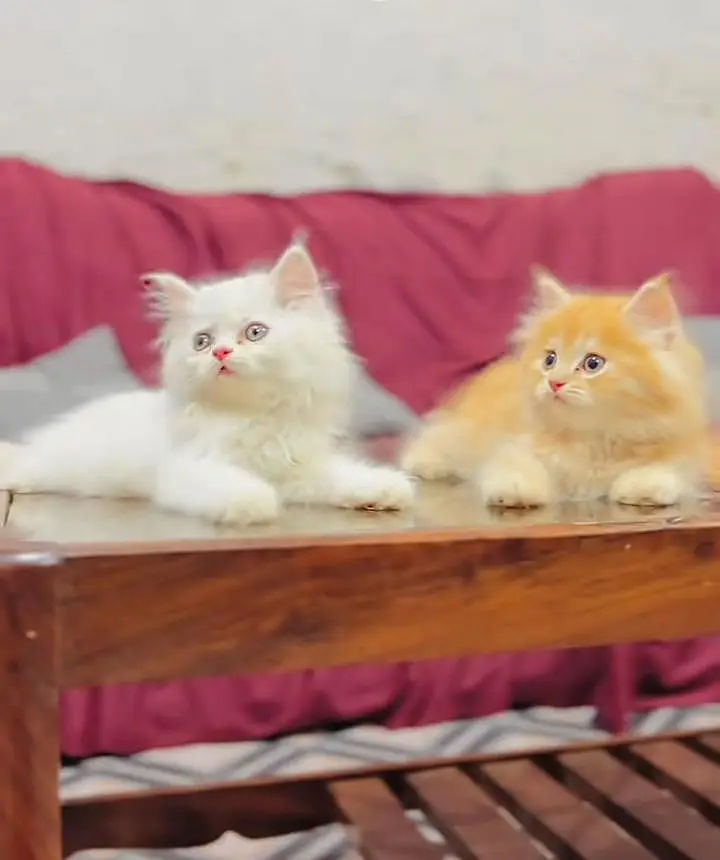 Persian kitten triple cot. for. . sale my WhatsApp03464290927 — photo 2