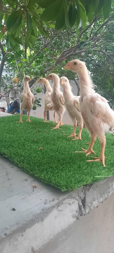 white O shamo chikes