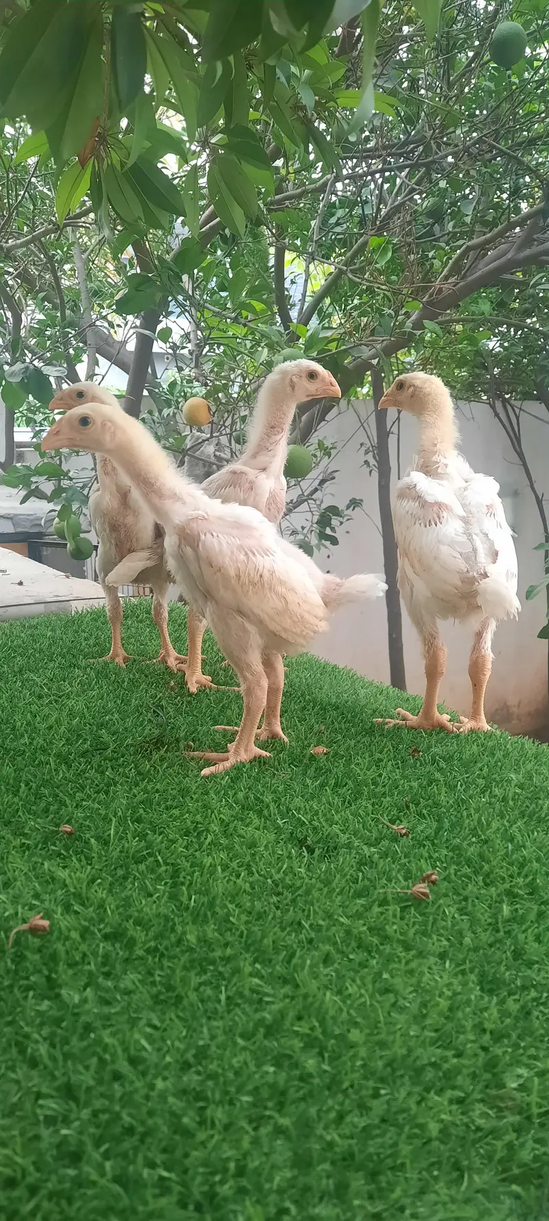 white O shamo chikes — photo 2