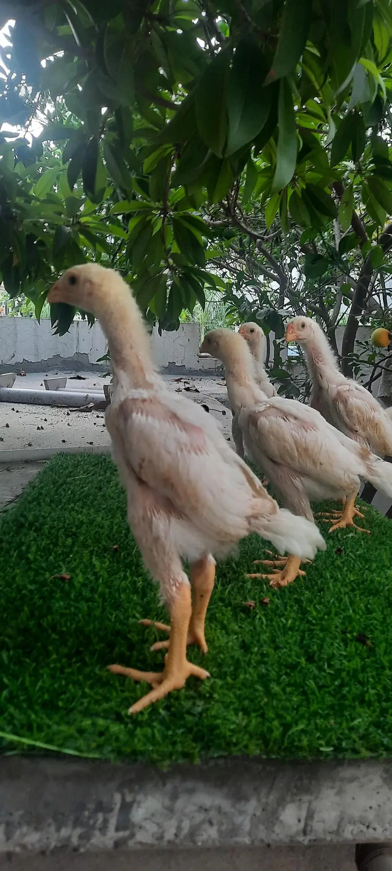 white O shamo chikes — photo 3