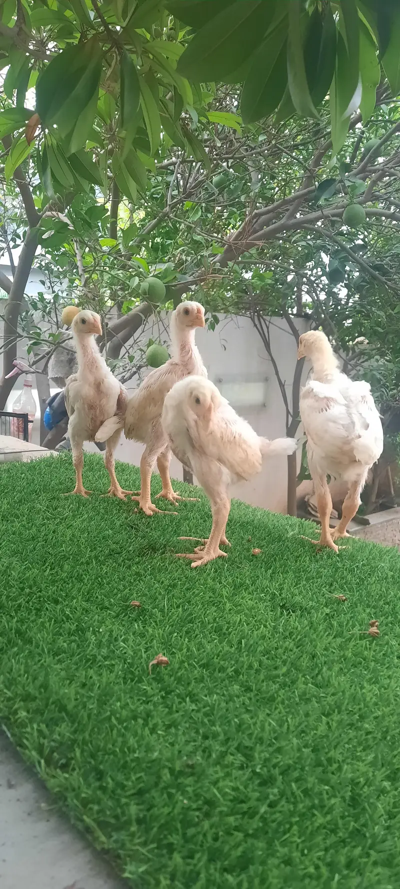 white O shamo chikes — photo 4