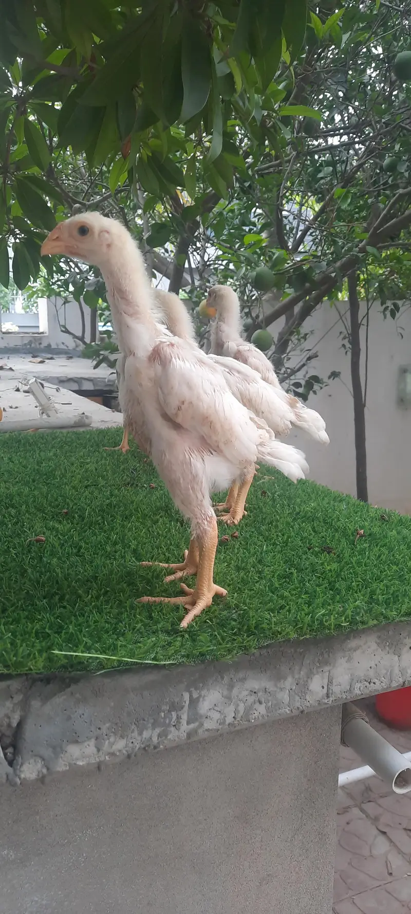 white O shamo chikes — photo 5