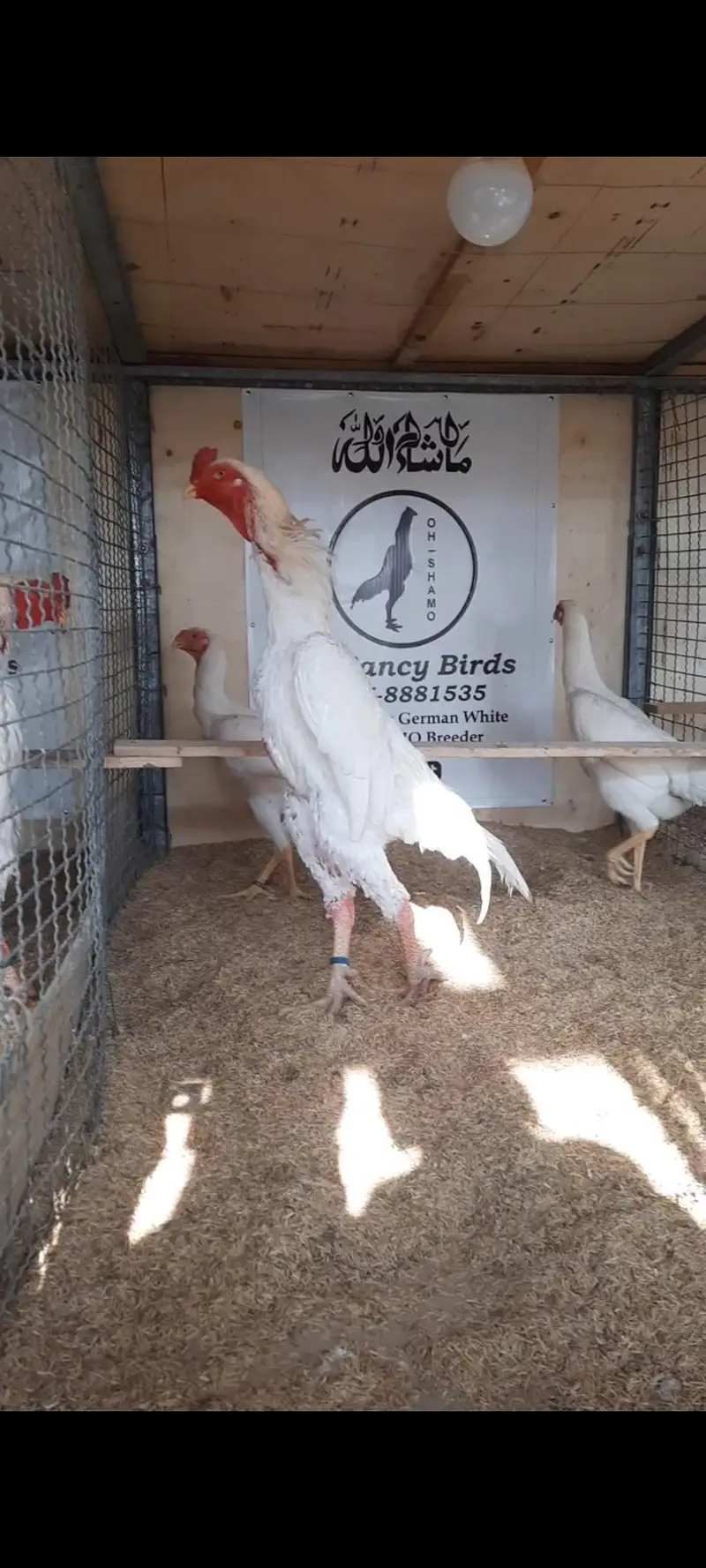 white O shamo chikes — photo 6