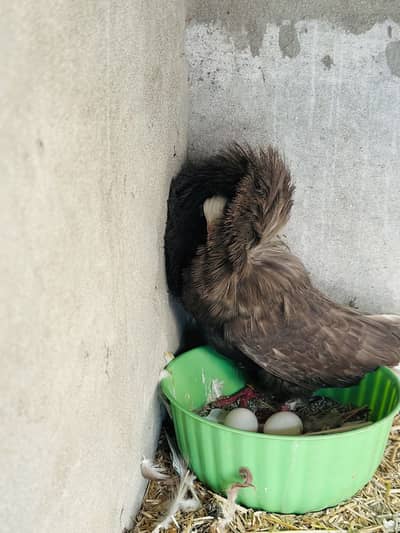 Jacobin Breeder Pair
