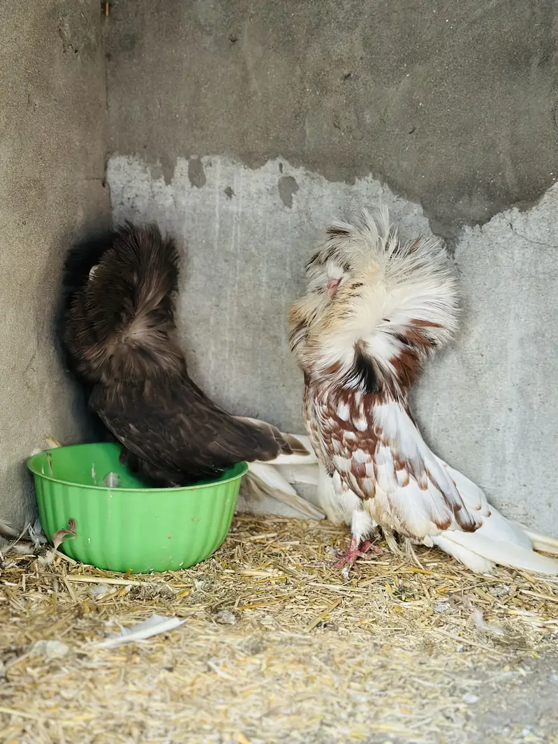 Jacobin Breeder Pair — photo 2