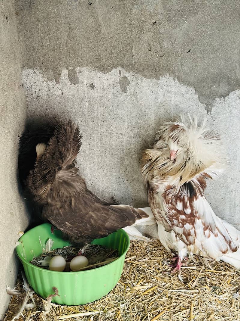 Jacobin Breeder Pair 2