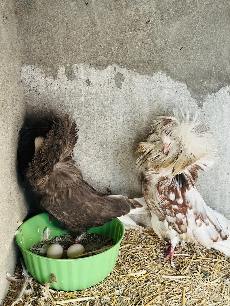 Jacobin Breeder Pair — photo 3