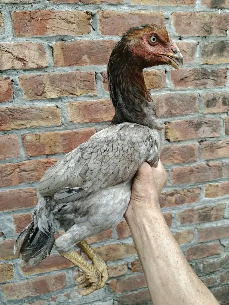 Pure Pakistani Bloodline, Season Special — photo 2