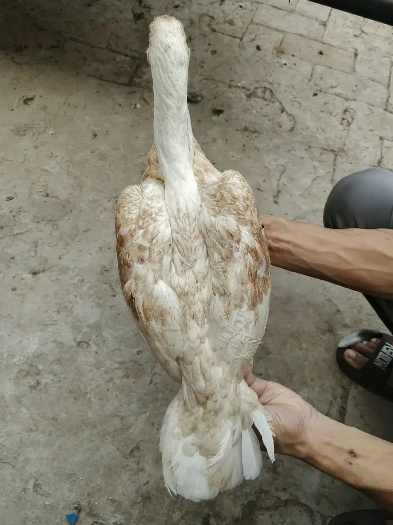 Pure Pakistani Bloodline, Season Special — photo 3