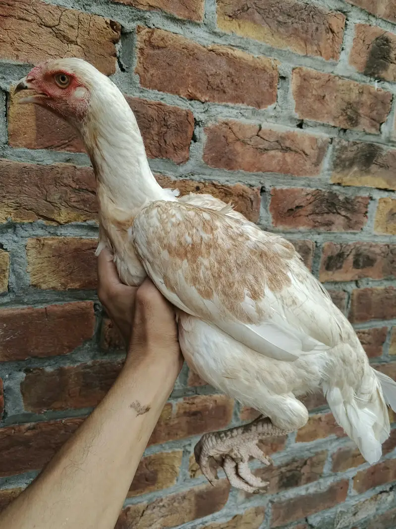Pure Pakistani Bloodline, Season Special — photo 6
