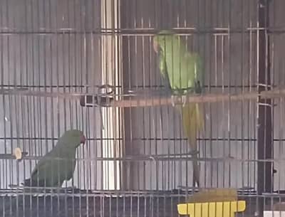 Green parrots pair