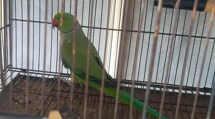 Green parrots pair — photo 2