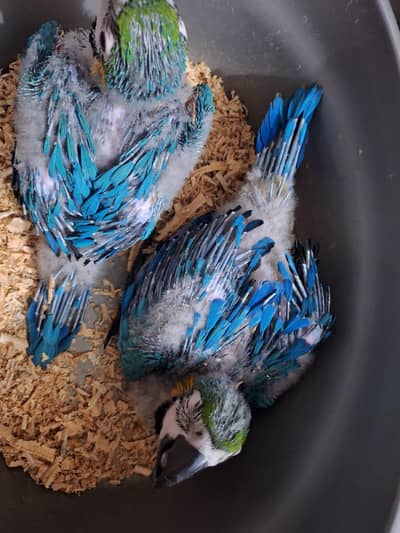 Bleu gold macaw Baby's Rate one pic African grey chicks