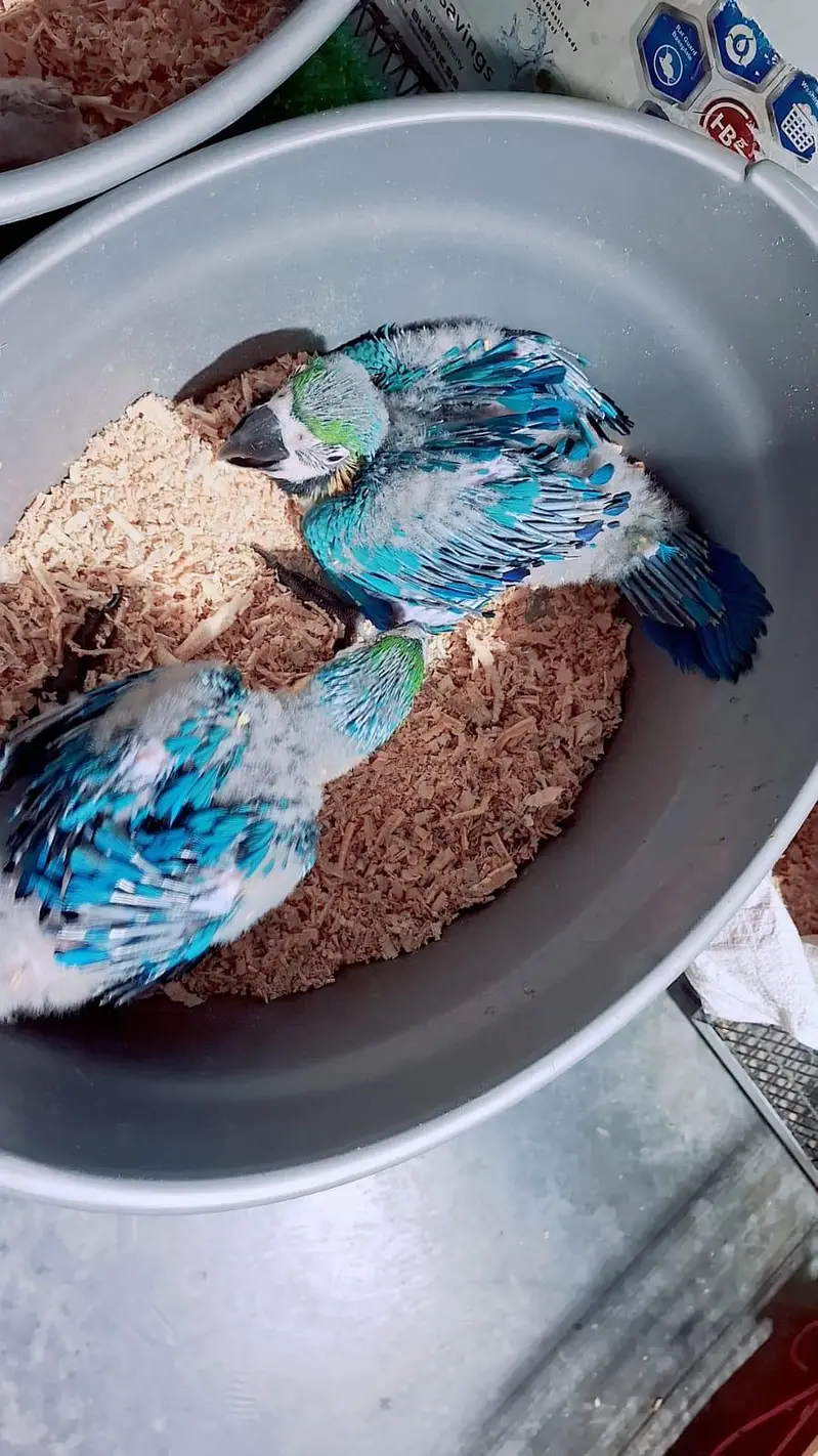 Bleu gold macaw Baby's Rate one pic African grey chicks — photo 2
