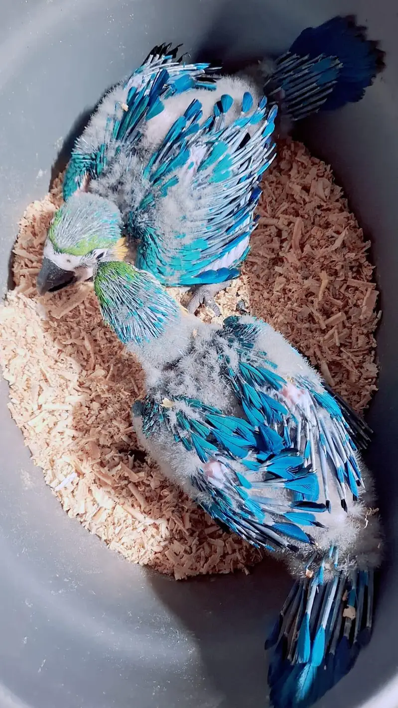 Bleu gold macaw Baby's Rate one pic African grey chicks — photo 3
