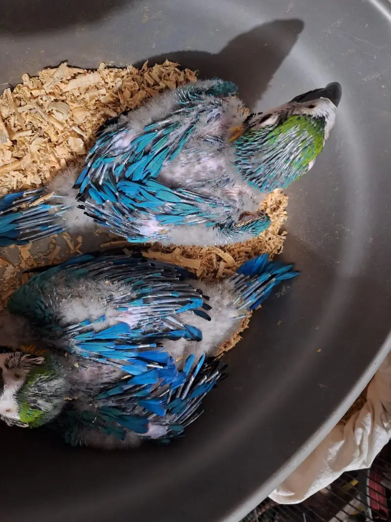 Bleu gold macaw Baby's Rate one pic African grey chicks — photo 4