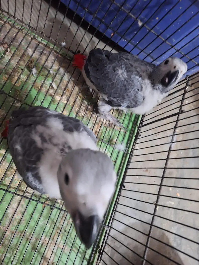 Bleu gold macaw Baby's Rate one pic African grey chicks — photo 5