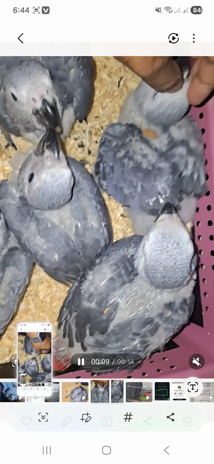 Bleu gold macaw Baby's Rate one pic African grey chicks — photo 6