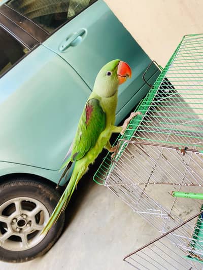 Raw Parrot
