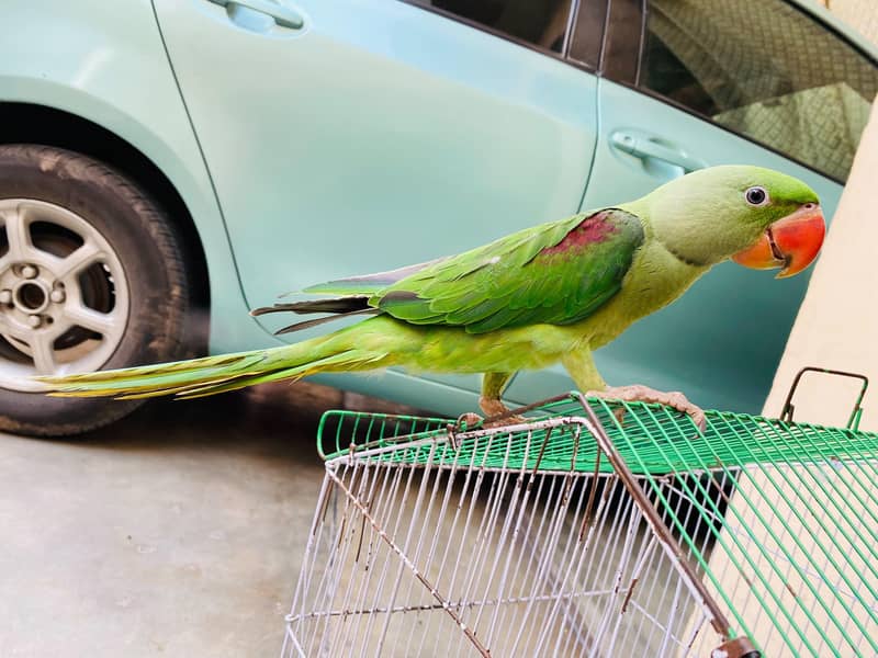 Raw Parrot 1