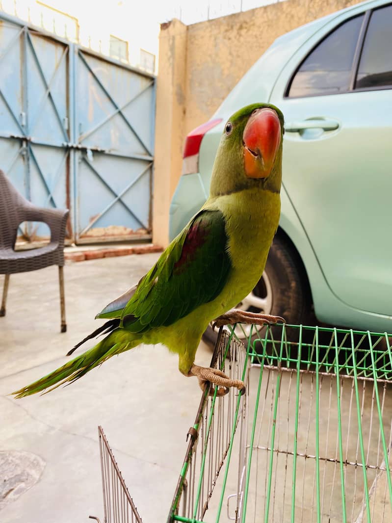 Raw Parrot 2