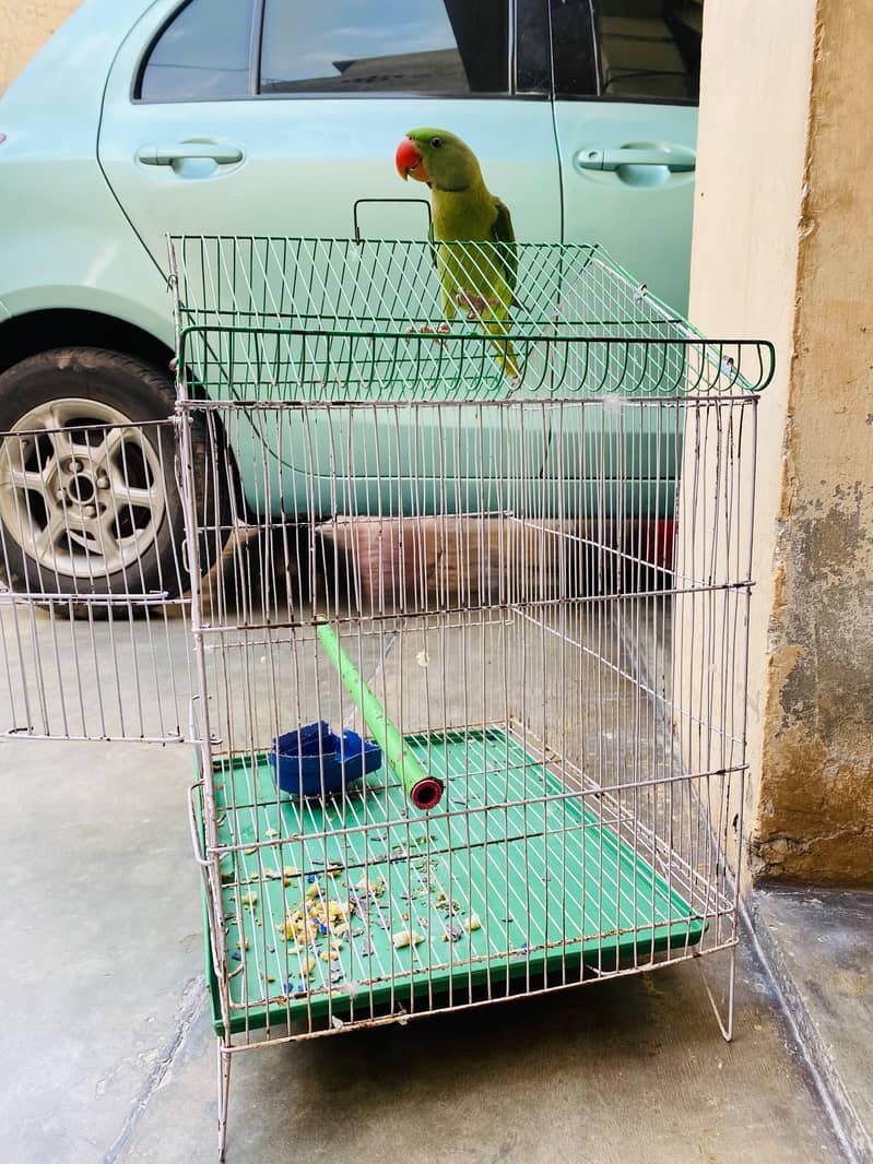 Raw Parrot 3
