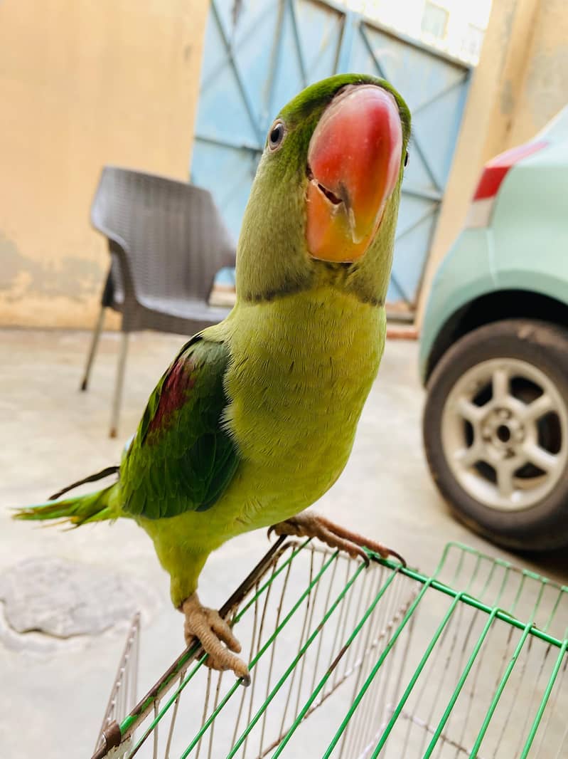 Raw Parrot 4