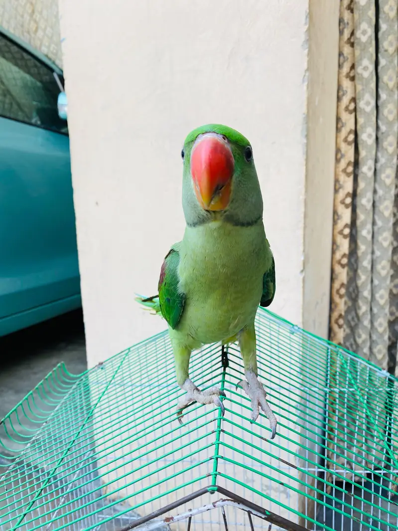 Raw Parrot — photo 6