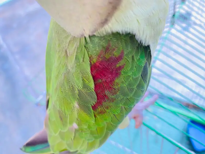 Raw Parrot — photo 7