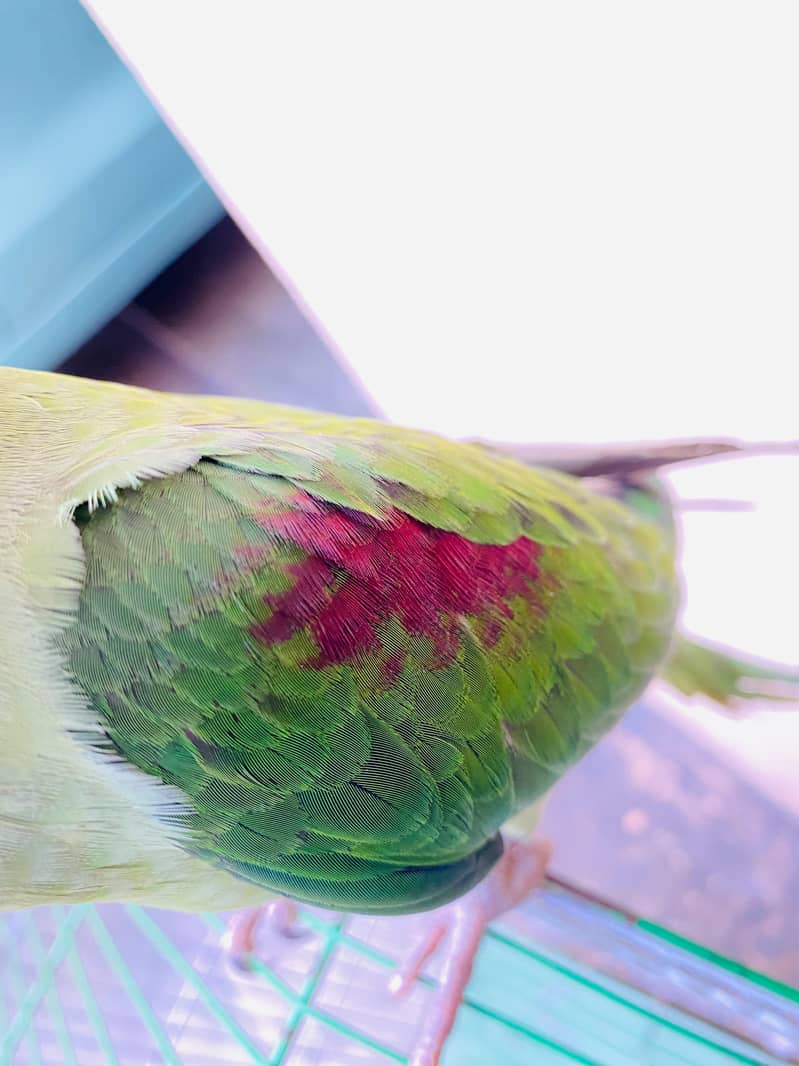 Raw Parrot 7