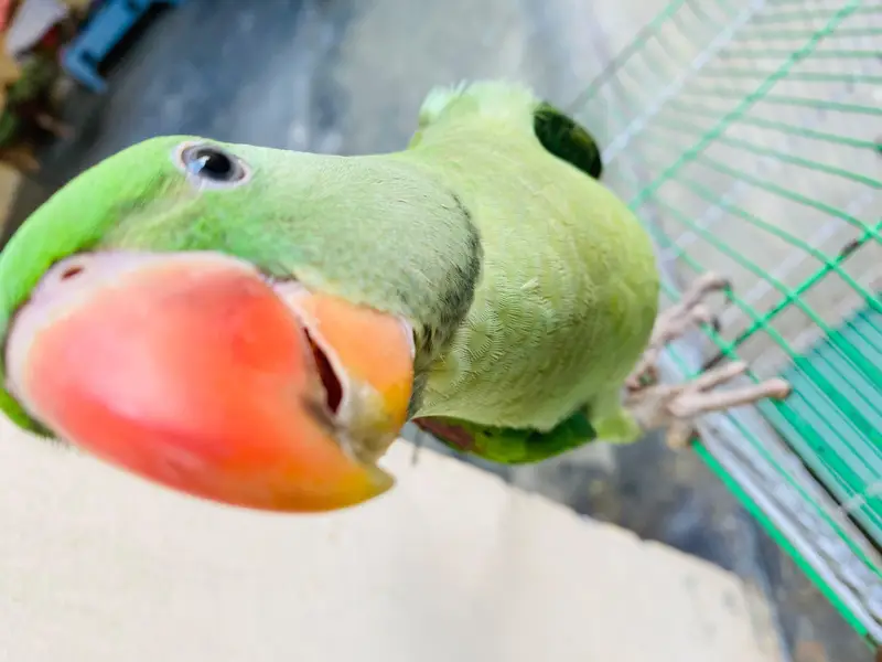 Raw Parrot — photo 9