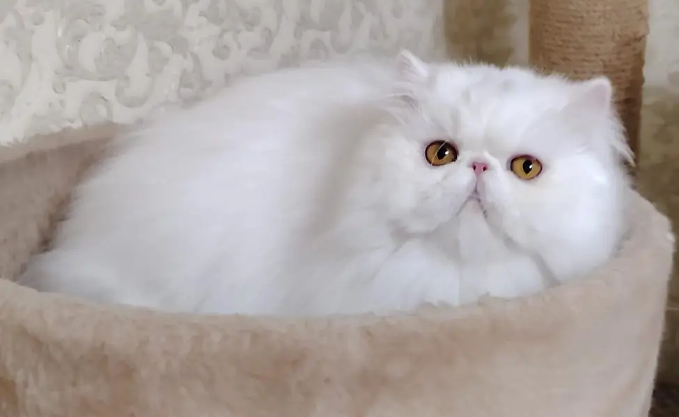 CFA registered breeder male, WCF registered female. — photo 7