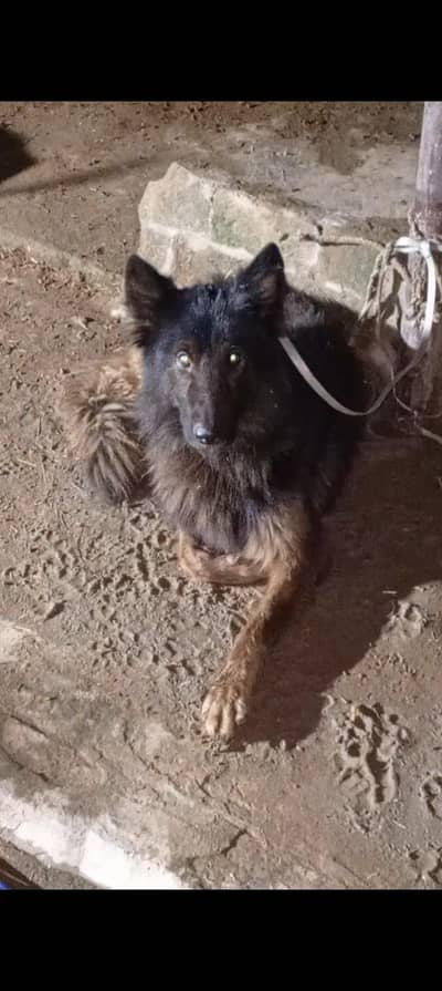 german shepherd dog for sale location sialkot call or whatsapp