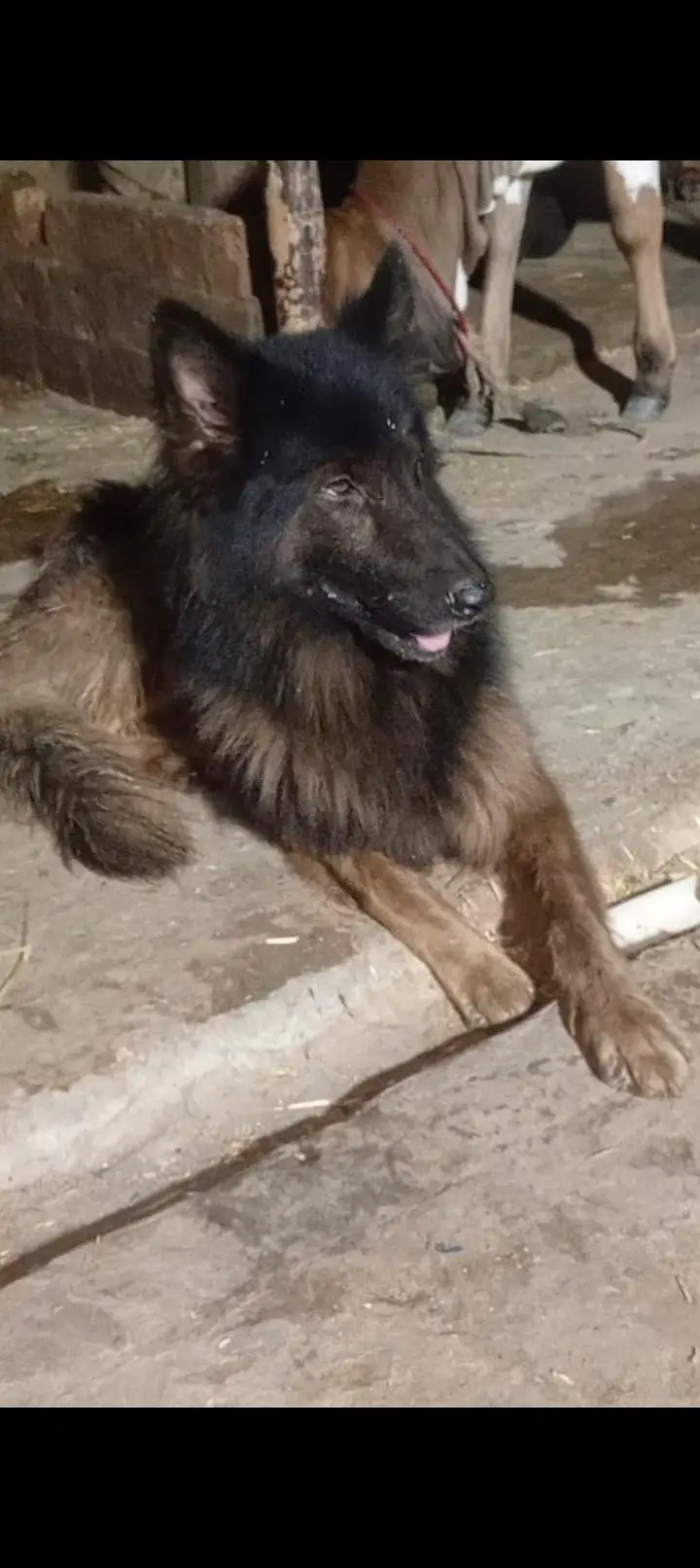 german shepherd dog for sale location sialkot call or whatsapp — photo 2
