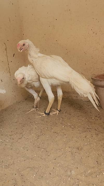 INDIAN PARROT BEAK TRIO