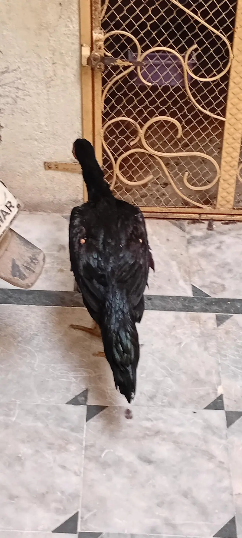 OH shamo femail for sell whatsapp 03209736796 — photo 2