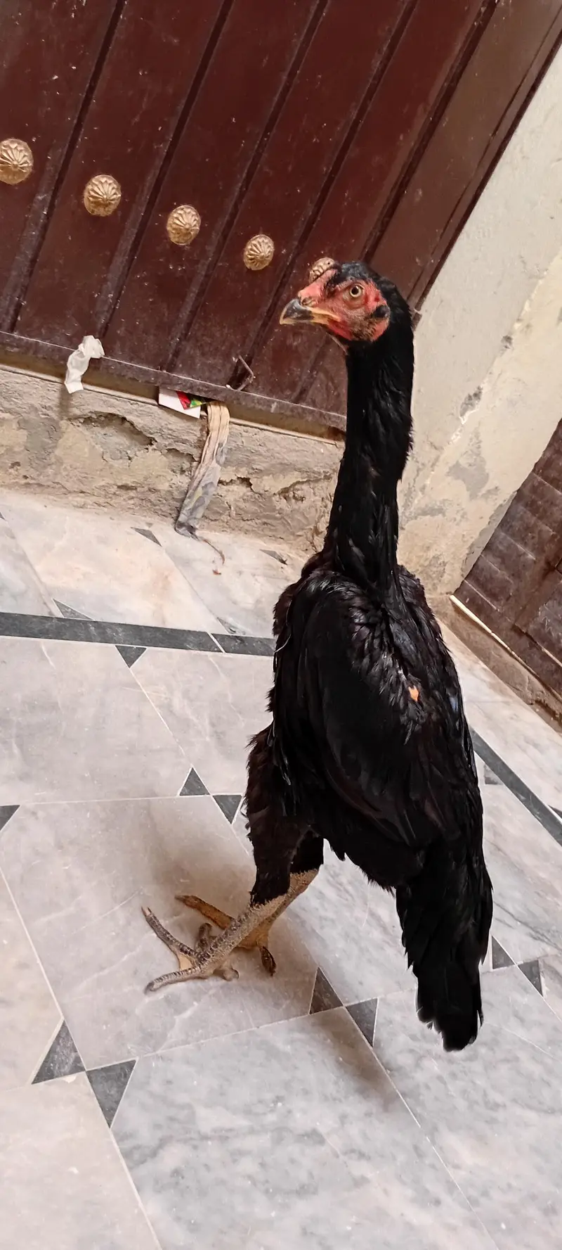 OH shamo femail for sell whatsapp 03209736796 — photo 4