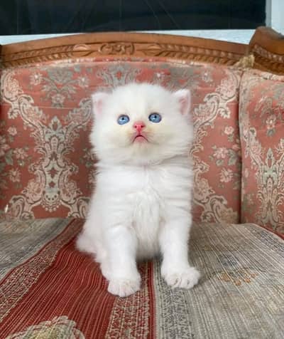 Persian kitten triple cot. for. . sale my WhatsApp03464290927