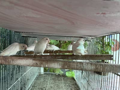 Lovebird parrots