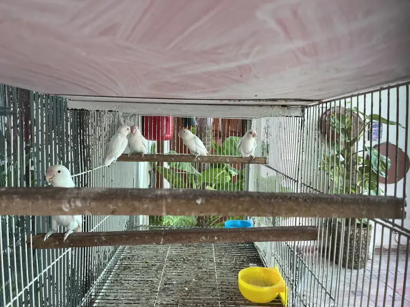 Lovebird parrots — photo 2