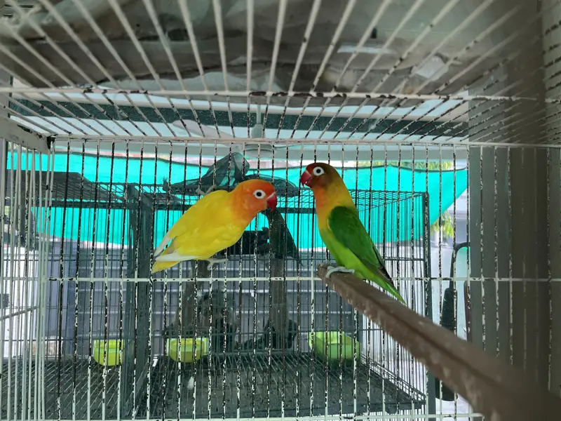 Lovebird parrots — photo 3