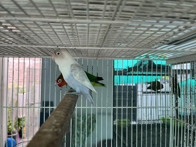 Lovebird parrots — photo 4