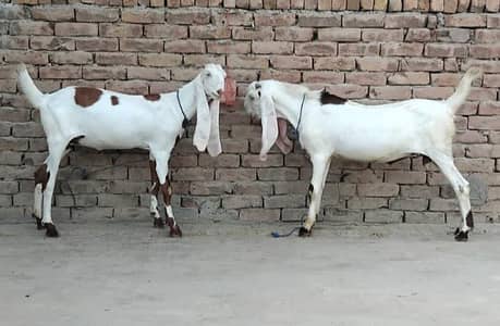 Goats (pair)