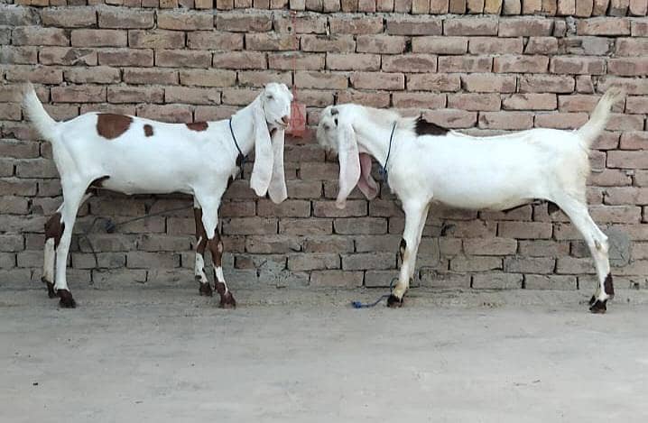 Goats (pair) 0