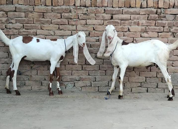 Goats (pair) 1