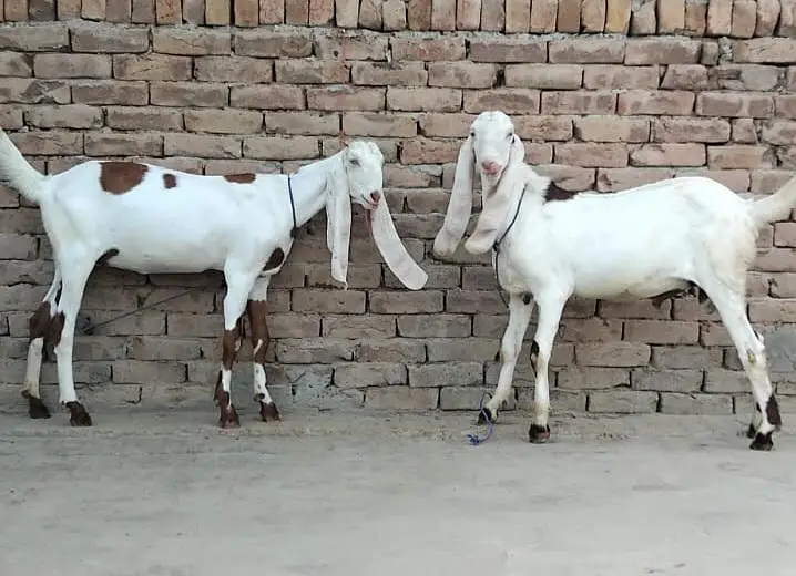 Goats (pair) — photo 2