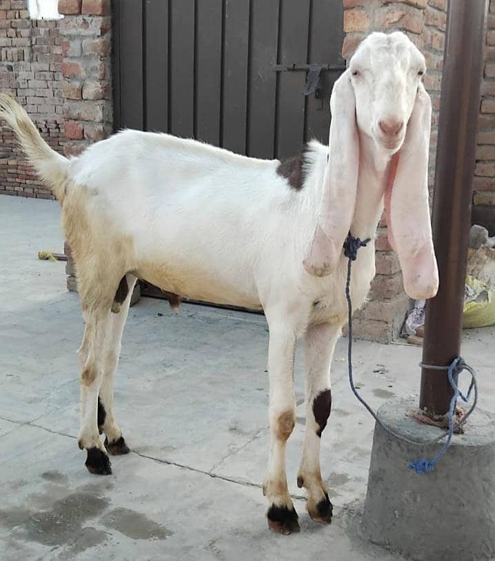 Goats (pair) 2