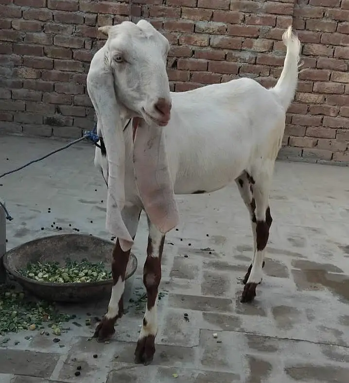 Goats (pair) — photo 4
